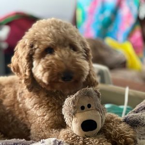 Meet your Posher, Rachel